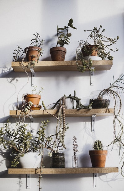 Three floating shelves full of flower pot
